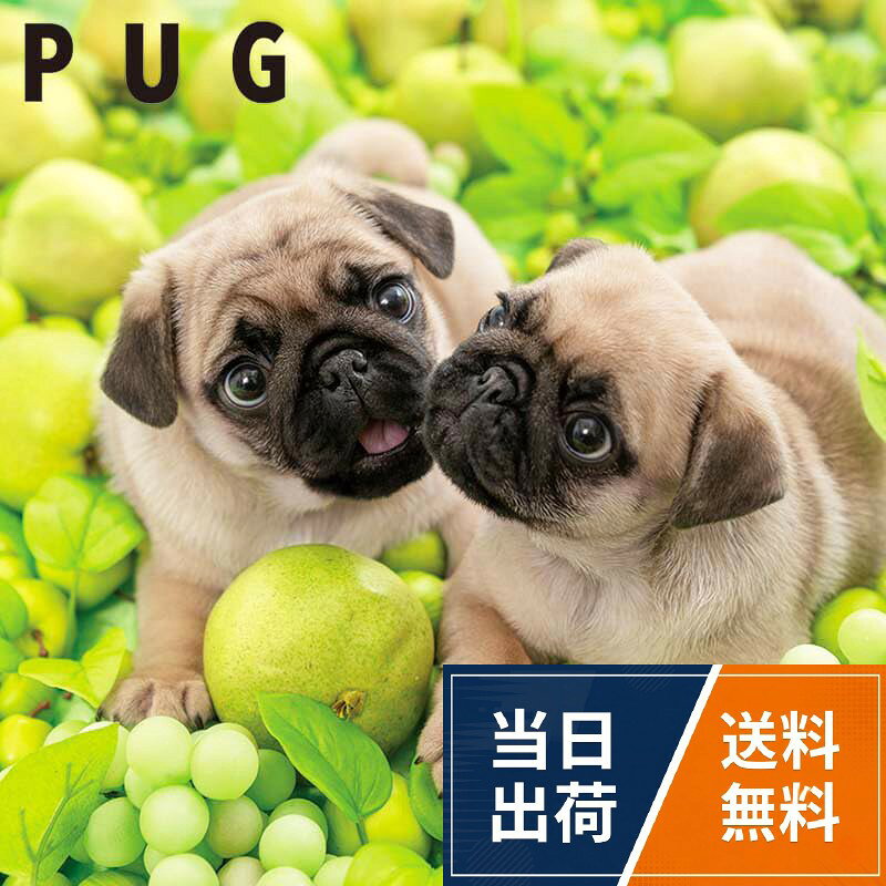 カラフルな花や植物に囲まれた、パグの子犬のキュートな表情をクローズアップした壁掛けカレンダー。。L判は大きなサイズで書き込みがしやすく、インテリアとして壁に飾るだけでお部屋が華やかに！。ページ数：28ページ（25年9月〜26年12月） ※日本の祝日や行事が表記されています。。形状：壁掛け用・ブックレット式（中とじ）／フック穴付きOPP袋入り。付録：種類別オリジナルシール（280×280mm）／スマホの壁紙としてご利用いただける画像3枚をダウンロードできるQRコード付き。PICTWANカレンダー2026 【L判】パグ / L判