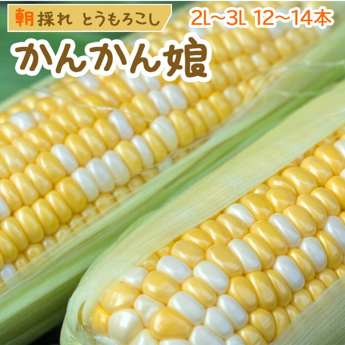 Rakuten - とうもろこし 甘々娘 （かんかんむすめ）5kg 静岡県 森町産 朝採り 幻のとうもろこし