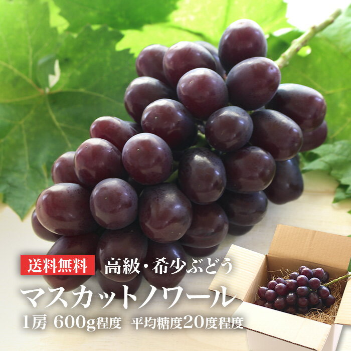 高級ぶどう「マスカットノワール」1房 合計600g程度 糖度20度前後のあま～いブドウ 最新品種のレア葡萄 通称「ブラックマスカット」［数量限定 ぶどう 高級 ブドウ 希少種 贈答 ギフト お取り寄せ 産地直送］