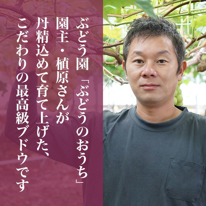 11月限定販売・数量限定【希少種】高級ぶどう「ウインク」1房700g以上