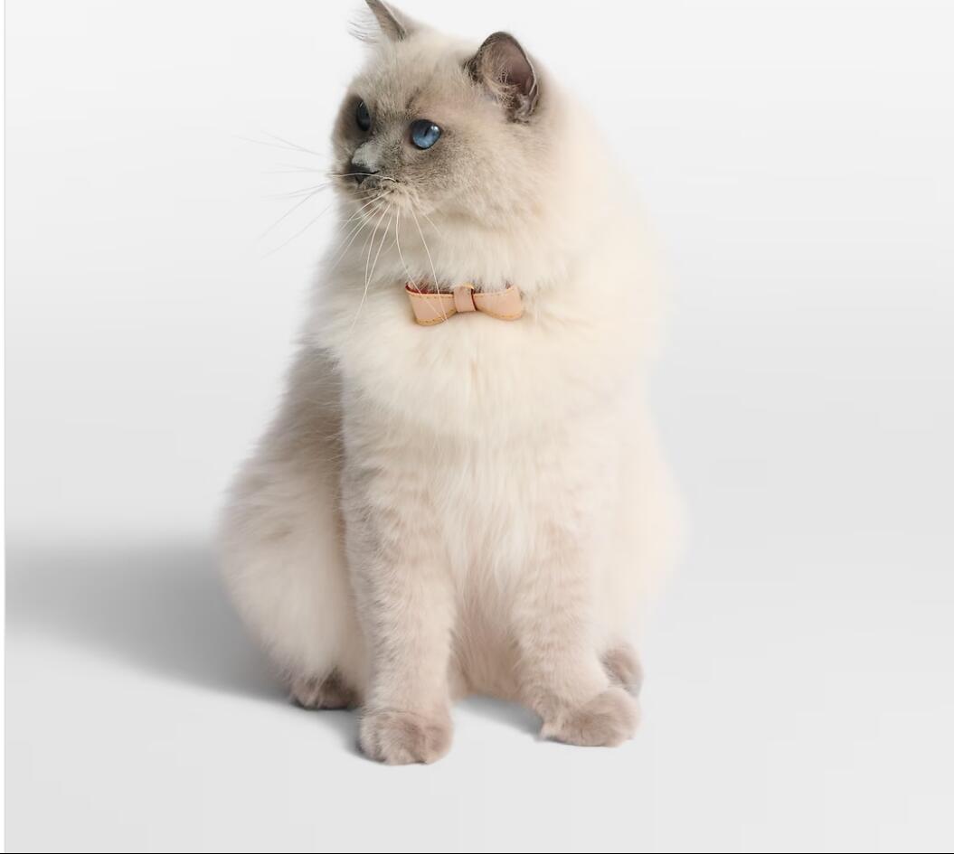 ľ��Ź ������ �륤�����ȥ󤪼��󤻿���LOUIS VUITTON�륤�������ȥ�ܥ�����å� ���顼 XS