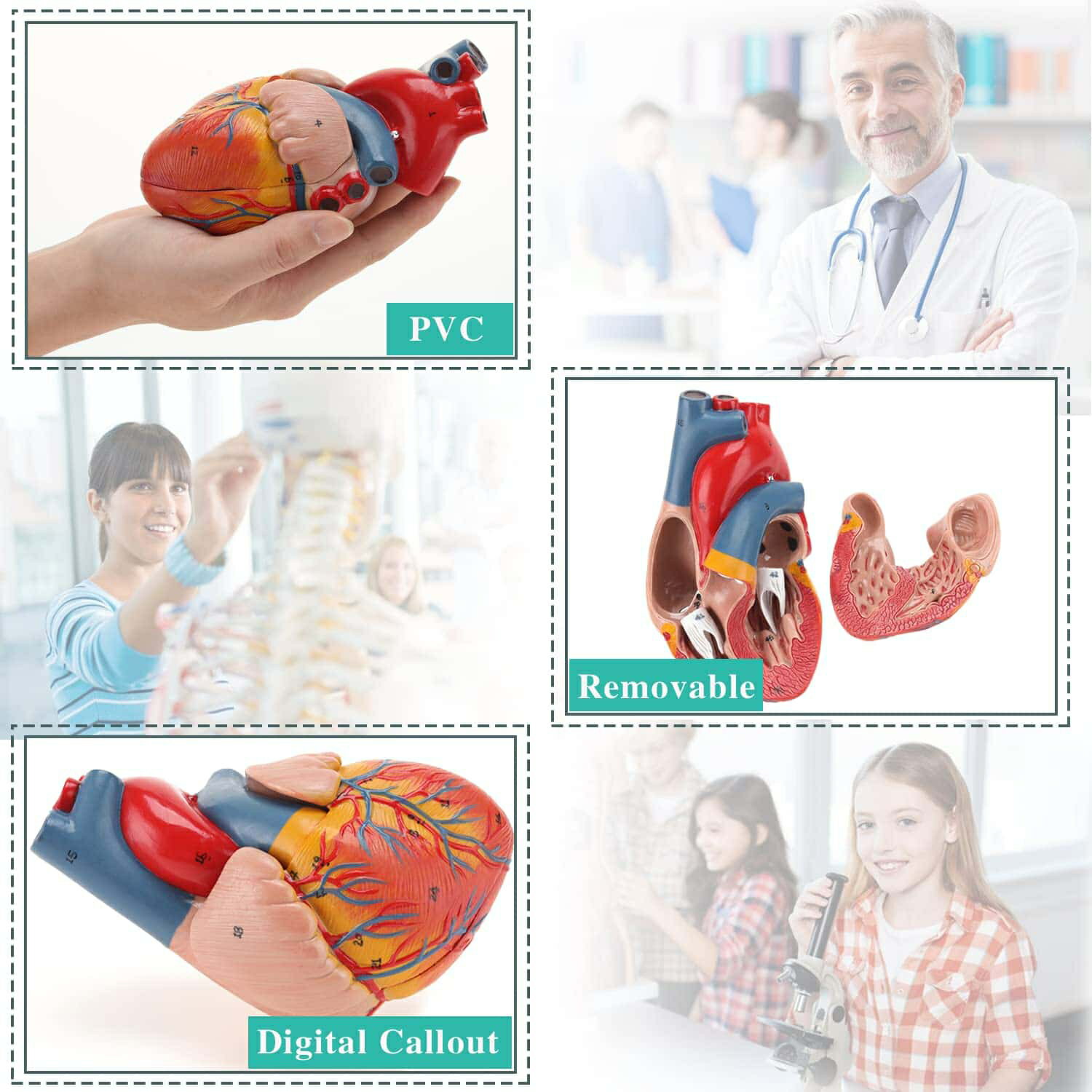 心臓模型 モデル 1:1実物大 11*11*12cm 心臓解剖モデル 磁気吸着 教育 学習 父の日 3