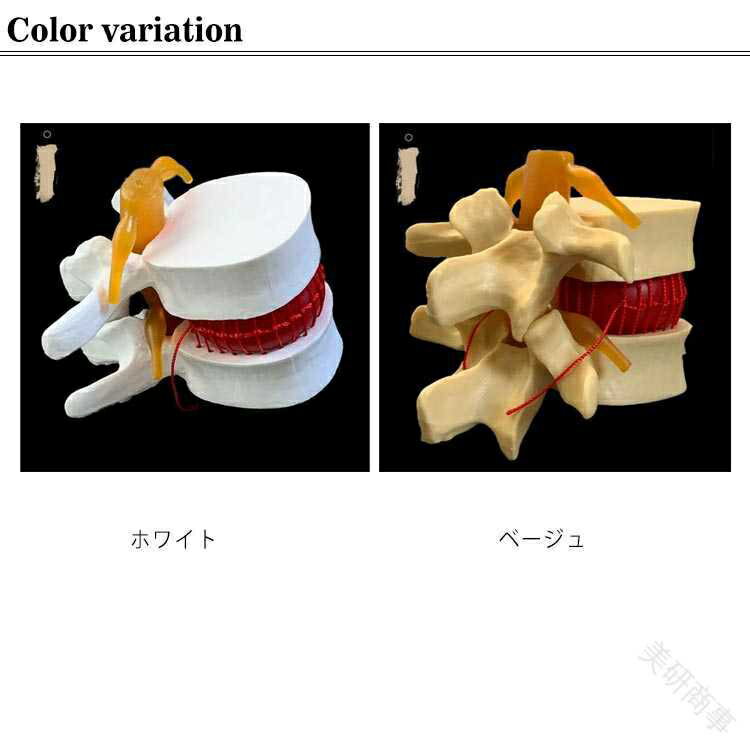 腰椎間板 模型 腰椎模型 骨盤 骨格模型 骨模型 骸骨模型 人体模型 骨格標本 骨格 標本 12cm 教材 実験 接骨院 整骨院 モデル ガイコツ 間接模型 人骨模型 骨 ガイコツ 2