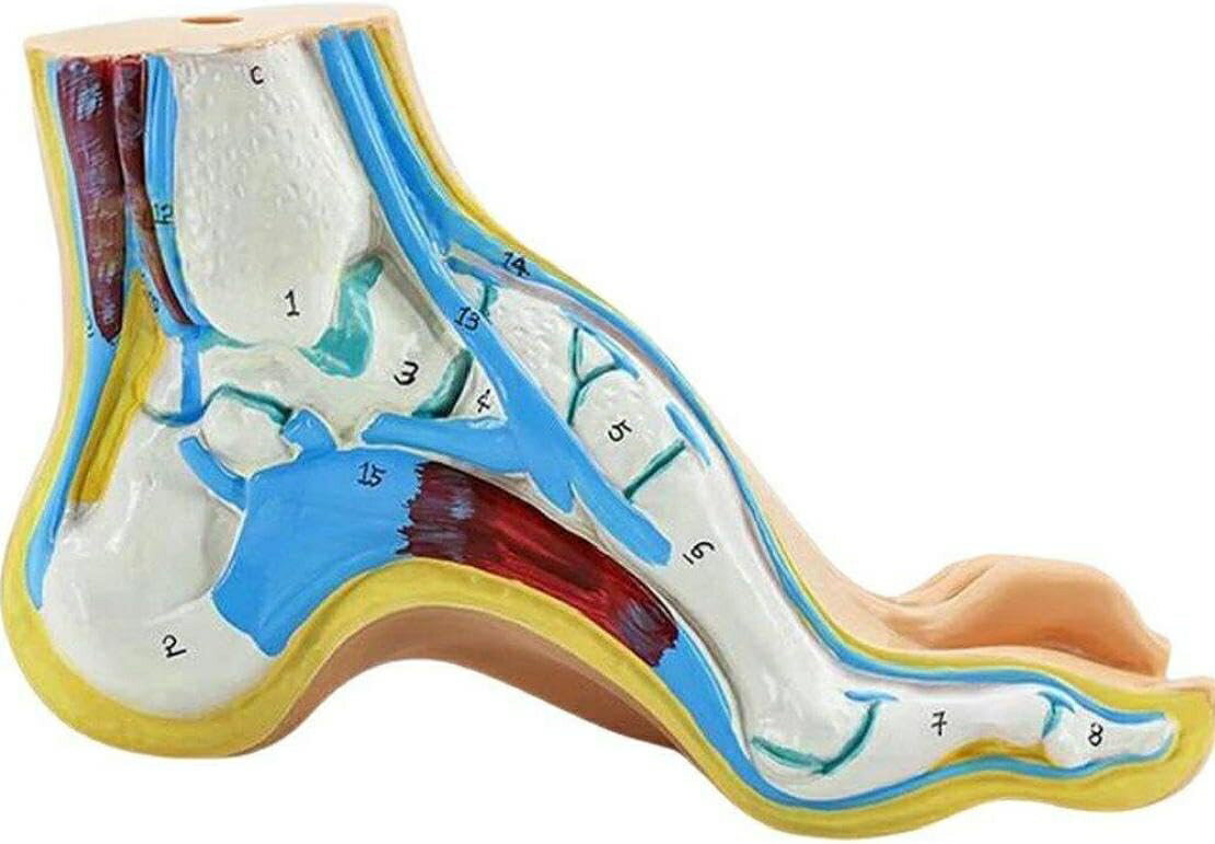 足モデル 足関節 模型 足骨モデル 足骨模型 骨格モデル 人体 医療 解剖学 足経穴 マッサージ モデル ラボ 学校 教材 教育 小道具 正常足 偏平足 凹足