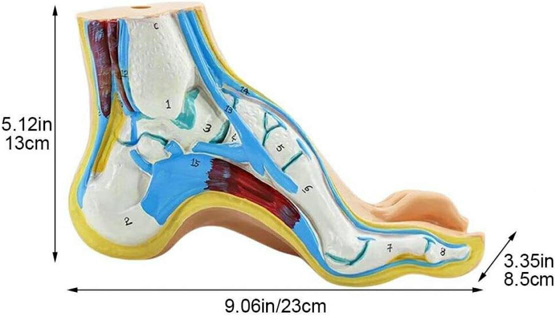 足モデル 足関節 模型 足骨モデル 足骨模型 骨格モデル 人体 医療 解剖学 足経穴 マッサージ モデル ラボ 学校 教材 教育 小道具 正常足 偏平足 凹足 2