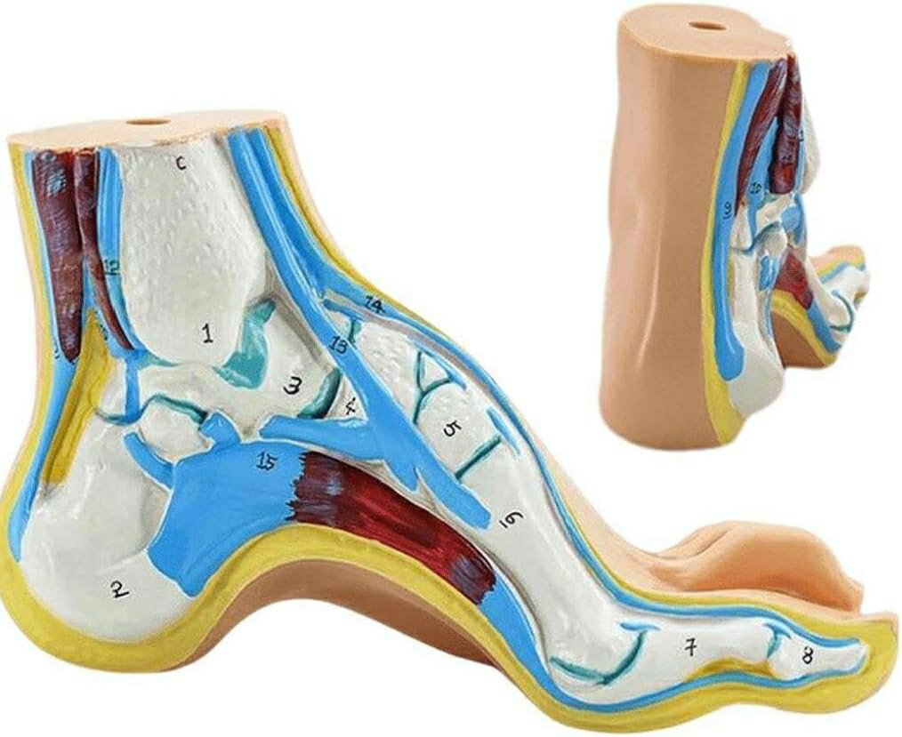 足モデル 足関節 模型 足骨モデル 足骨模型 骨格モデル 人体 医療 解剖学 足経穴 マッサージ モデル ラボ 学校 教材 教育 小道具 正常足 偏平足 凹足 3