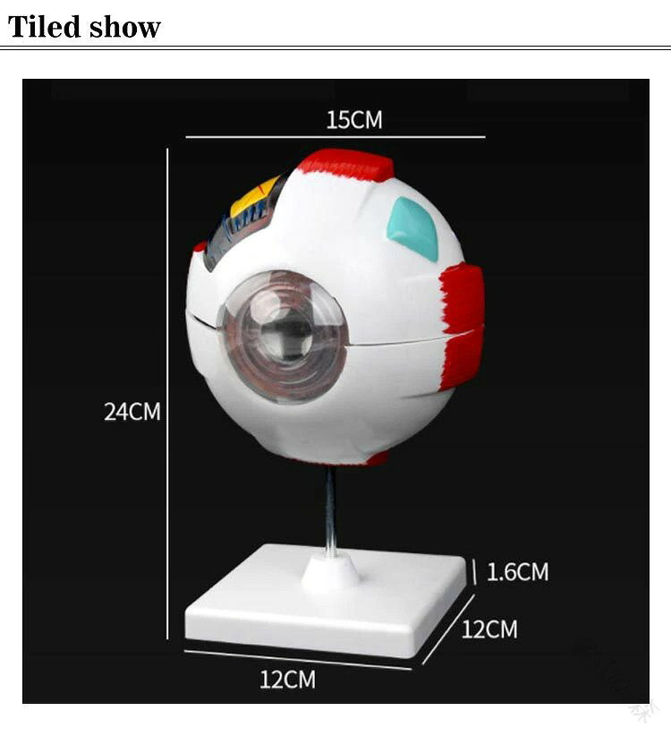 眼球模型 6倍拡大 立体 解剖学 人体模型 PVC製 分解可能 スタンド付き 目の構造 水...