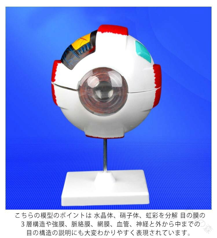 眼球模型 6倍拡大 立体 解剖学 人体模型 PVC製 分解可能 スタンド付き 目の構造 水...