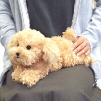 ひざわんこ トイプードルBE(P-3042-1)(犬、いぬ、イヌ、ぬいぐるみ、人形、玩具、おもちゃ、キャラクターグッズ、プレゼントに最適)(楽天ランキング受賞・ぬいぐるみ イヌ9位、2018/2/5デイリー)SP180902