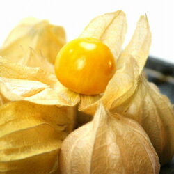 岩手県産　ゴールデンベリー　50g（5〜9粒）×4P　岩手　ネクスファーム【送料込み】　産地直送のサムネイル