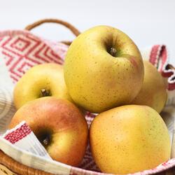 ※12/8頃から発送開始予定　岩手県産　訳ありりんご　希少品種　きみと...(4)