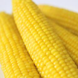 大柳果樹園　岩手県産　朝採りとうもろこし　わくわくコーン　8本（L/2L混載）　岩手　産地直送【送料込み】