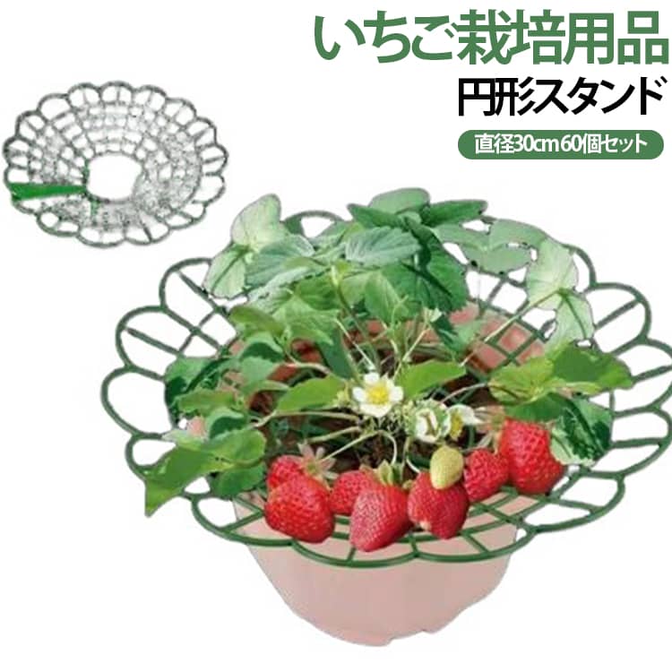 【野菜や果実を支える園芸サポート台】いちごや野菜の葉・実を地面や土から離して支える円形スタンド。植物の成長をサポートし、家庭菜園をより快適に楽しめる便利な園芸用品です。【実や葉の接触対策に便利】果実や葉が直接土に触れるのを防ぐことで、汚れや蒸れなどの対策をサポートします。【いちご栽培におすすめ】低い位置で育ついちごの実を支えるのに便利。プランターや家庭菜園での栽培管理をサポートします。【丈夫で繰り返し使用可能】丈夫の足、循環でき、温度維持でき、土にインサートします。サポートはプラスチックで、柔軟、組み立て簡単、使わない時貯蓄簡単です。 サイズ 60個 サイズについての説明 直径約30cm 素材 PP 色 グリーン 備考 ●サイズ詳細等の測り方はスタッフ間で統一、徹底はしておりますが、実寸は商品によって若干の誤差(1cm～3cm )がある場合がございますので、予めご了承ください。 ●製造ロットにより、細部形状の違いや、同色でも色味に多少の誤差が生じます。 ●パッケージは改良のため予告なく仕様を変更する場合があります。 ▼商品の色は、撮影時の光や、お客様のモニターの色具合などにより、実際の商品と異なる場合がございます。あらかじめ、ご了承ください。 ▼生地の特性上、やや匂いが強く感じられるものもございます。数日のご使用や陰干しなどで気になる匂いはほとんど感じられなくなります。 ▼同じ商品でも生産時期により形やサイズ、カラーに多少の誤差が生じる場合もございます。 ▼他店舗でも在庫を共有して販売をしている為、受注後欠品となる場合もございます。予め、ご了承お願い申し上げます。 ▼出荷前に全て検品を行っておりますが、万が一商品に不具合があった場合は、お問い合わせフォームまたはメールよりご連絡頂けます様お願い申し上げます。速やかに対応致しますのでご安心ください。