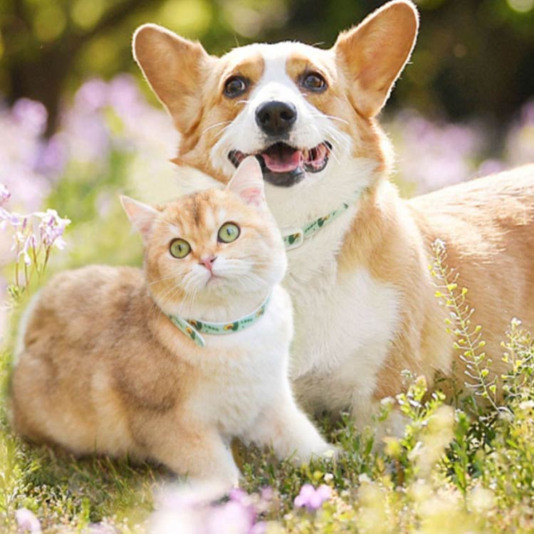 セレクトストア 安心堂の犬猫兼用 蚊よけ 虫除け 首輪 ナイロン 軽量 首輪 ネックレス ペットグッズ 精油 シンプル おしゃれ かわいい 水洗い可能 アクセサリー 犬用首輪 小型犬 中型犬 大型犬 お散歩 アウトドア 送料無料｜アングル3