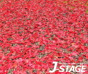 【J-STAGE スタンダード レギュラータイプ専用 底面デザインシート】 落ち葉 もみじ 落葉 紅葉 赤 絨毯 神社 お寺 公園 地面 地表