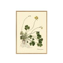 アートポスター フレーム付き 30×40cm Oxalis compressa (DYBDAHL デュブダール) 【送料無料】