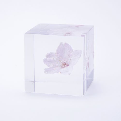 【数量限定】オオカンザクラ ソラキューブ サクラ (Sola cube) 【送料無料】