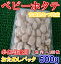 ◆小パック◆生食用ベビーホタテ◆約75〜100粒青森むつ湾産(500g)【05P03Dec16】