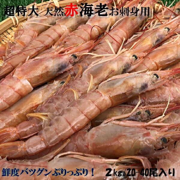 ◆超特大 赤エビ お刺身用◆L1 20~40尾 (2kg)【05P03Dec16】