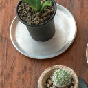 ラウンドプレート 直径12.5cm 皿 受け皿 鉢皿 丸皿 円形 植木鉢 ガーデニング グリーン 観葉植物 ベランダ インテリア 花 プランター アルミニウム ...