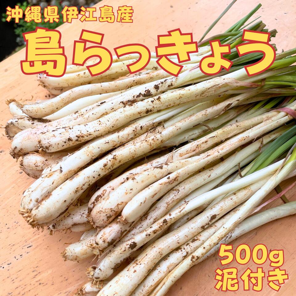 楽天市場】島らっきょう 500gの通販 楽天市場】島らっきょう 500gの通販