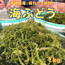 【4月いっぱい ポイント10倍付きます。】新発売、海ぶどう 生 1kg 沖縄県産 海藻 ミネラル豊富 骨の健康 ダイエット 食物繊維 腸内環境 腸活 ギフト お...