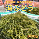 【4月いっぱいポイント10倍付きます。】新発売、海ぶどう 生 300g 沖縄県産 海藻 ミネラル豊富 骨の健康 ダイエット 食物繊維 腸内環境 腸活 ギフト お...