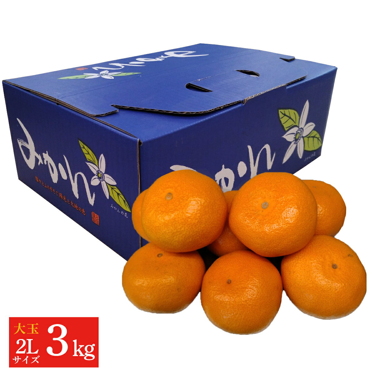 熊本産　みかん 3kg（2Lサイズ)送料無料 贈り物 ご贈答 お取り寄せ 家庭用 みかん プレゼント ご当地 熊本みかん 温州みかん Lサイズのサムネイル