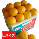 熊本産甘夏　あまなつ 10kg2L Lサイズ 送料無料 果物ギフト 自家用 ご家庭用 みかん 柑橘 ご贈答