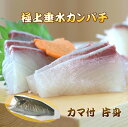 カンパチ片身カマ付き 半身分 鹿児島垂水産【お刺身用】【産地直送】【送料無料】【8~10人前】お祝い お歳暮 カンパチ刺身用 かんぱち お刺身用かんぱち 三枚お...