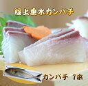 カンパチ1本 鹿児島垂水産【お刺身用】【産地直送】【送料無料】【3.6kg~3.8kg】【約18人前】お祝い お歳暮 カンパチ刺身用 かんぱち お刺身用かんぱち お祝い 秀品 高品質 産地直送 お取り寄せ かんぱち