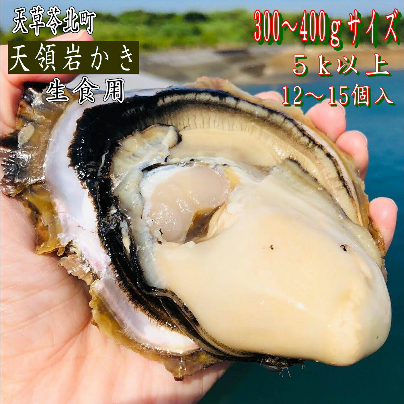 天領岩かき 生食用 熊本天草産【産地直送】【12~15個入り-5k以上】お祝い 【今が旬】お歳暮　期間限定　お取り寄せ お取り寄せグルメ 焼き牡蠣 かき カキ 生カキ カキ小屋 家庭用 ご家庭用 刺身用 海鮮 海鮮料理 海鮮丼 寿司 スガキ 酢かき 極上かき