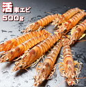 車海老【 活物】 【500g】【16から20尾入り】熊本天草...