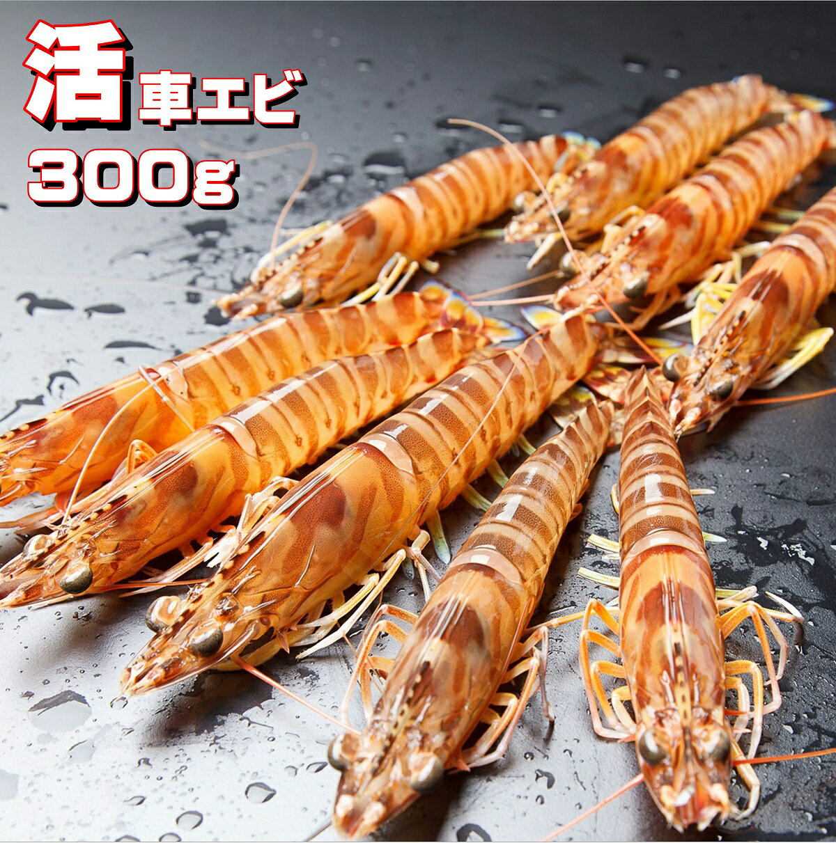 車エビ 車海老 【活物】 【300g】【9～12尾前後】熊本天草産 お刺身用 養殖 【産地直送】 丸山水産 【送料無料】 お歳暮 贈答品 ギフト お取り寄せ お取り寄せグルメ 寿司 お寿司 生食用 刺身用車エビ 天草直送 鮮度抜群 新鮮 海鮮 海鮮ギフト 車エビ クルマエビ くるまえび