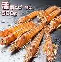 車海老【 活物 】【 特大サイズ】【500g】【12から14尾...