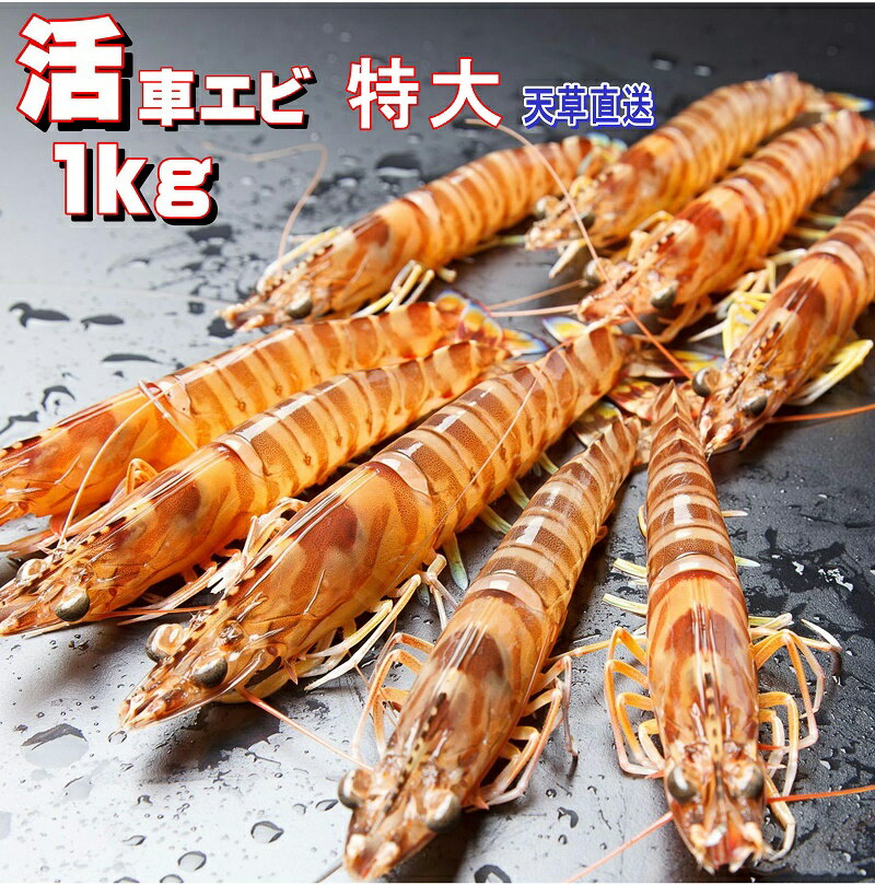 車海老 【活物 】【特大サイズ】【1kg】【23～29尾前後】熊本天草産 お刺身用 養殖 産地直送 丸山水産 送料無料 お歳暮 贈答品 ギフト