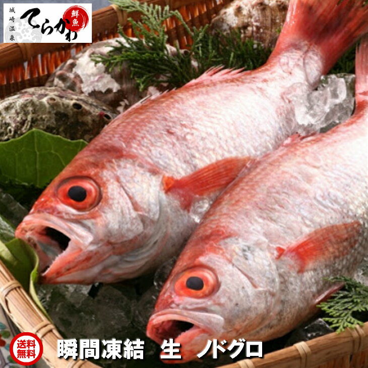 製品仕様 商品名 魚屋も驚く！ビックな 生ノドグロ 1kg（大 2匹入り） 名称 生ノドグロ 内容量 約1kg　600-500gサイズ（ウロコ内臓除去後は500-400g弱になります） 産地 兵庫県 養殖 天然 冷蔵/冷凍 冷凍 生 消費期限 発送日含め30日 保存方法 冷凍 商品説明 山陰海岸国立公園から流れ出る豊富な栄養を含んだ水は海を豊かにし、ノドグロのエサとなるプランクトンを育みます。豊かな漁場で育った天然のノドグロをお召し上がりください。 加工業者名 有限会社鮮魚てらかわ（兵庫県豊岡市城崎町湯島111）　