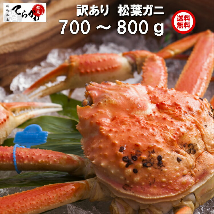 かにの本場！城崎温泉【送料無料】1本足落ち品 1匹入(約700g〜800g)茹でたて未冷凍のタグ付  ...