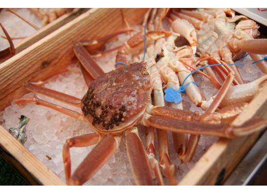 かにの本場!城崎温泉【送料無料 指定日OK 津居山港産 】 活け松葉ガニ 大(800gから1kgサイズ) 活松葉がに 活松葉ガニ 松葉がに 津居山ガニ まつばが...