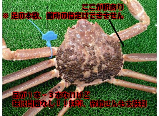 かにの本場!城崎温泉【送料無料 指定日OK 活け松葉ガニ 津居山港産】特大(1kg以上サイズ) 活松葉がに 活松葉ガニ 松葉がに 津居山ガニ まつばがに 松葉カ...