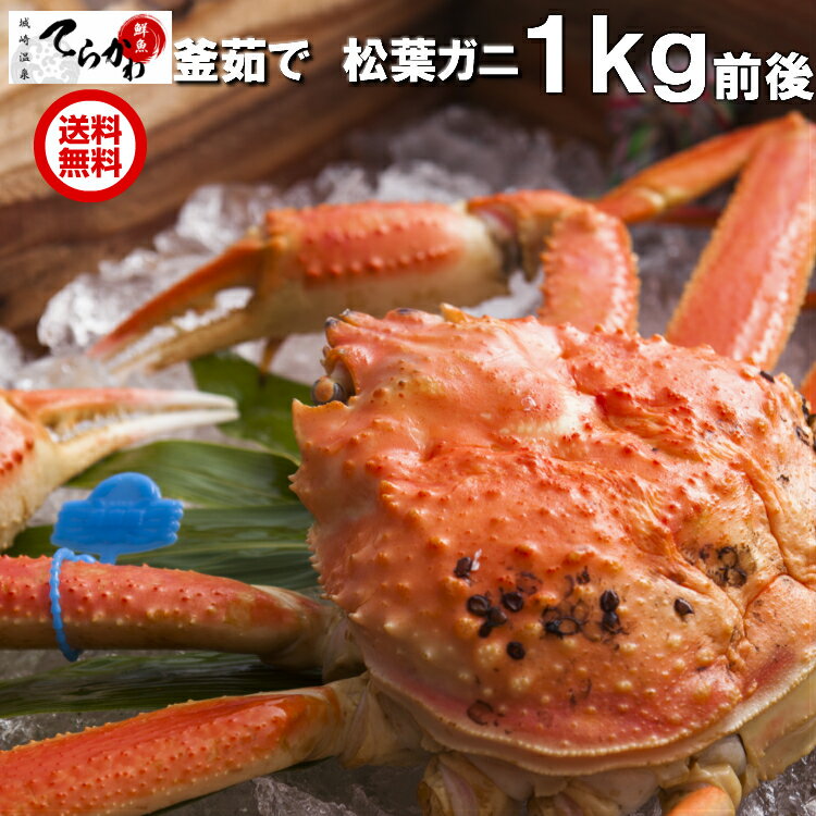 かにの本場！城崎温泉【送料無料 指定日OK】2本足落ち品 1匹入(約1kg以上)指定日OK 訳あり 松葉ガニ 茹でたて未冷凍のタグ付 プロが釜茹でした極上品(ボイル)津居山 まつばがに 松葉ガニ 日本海 訳あり 未冷凍 松葉蟹 ズワイガニ ずわいがに 津居山ガ二 朝茹で