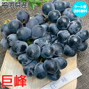 ぶどう 巨峰 きょほう 福岡県産 巨峰 2房入 600g (300g × 2) ギフト 御中元 ぶどう きょほう クール便 送料無料 お中元 ギフト