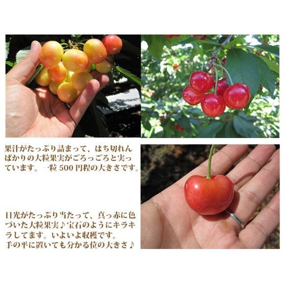 予約 アメリカンチェリー オービル農園 GEE WHIZ 大粒 ダークチェリー 2kg 送料無料 世界最高品質 ダークチェリー チェリー cherry 【7月10日〜7月31日出荷予定】00002KD