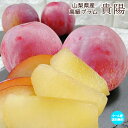 お中元 すもも プラム 貴陽 きよう 山梨県産 貴陽 1箱 7-9玉入 ギフト プレゼント 贈答用 ぷらむ 送料無料