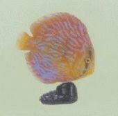 フルタ チョコエッグ ペット動物コレクション 第2弾 062 ディスカス（レッドライン）【中古】