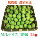 朝取り【宮城県東松島産】 天然 無農薬 堤の里 青梅 直送セット(M~Lサイズ2kg)