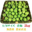 朝取り【宮城県東松島産】 天然 無農薬 堤の里 青梅 直送セット(S~Mサイズ2kg)