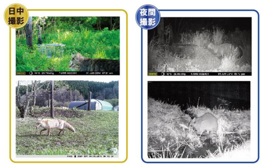 センサーカメラ広角レンズ搭載　セキュリティ対策不法投棄の監視、鳥獣被害対策　...