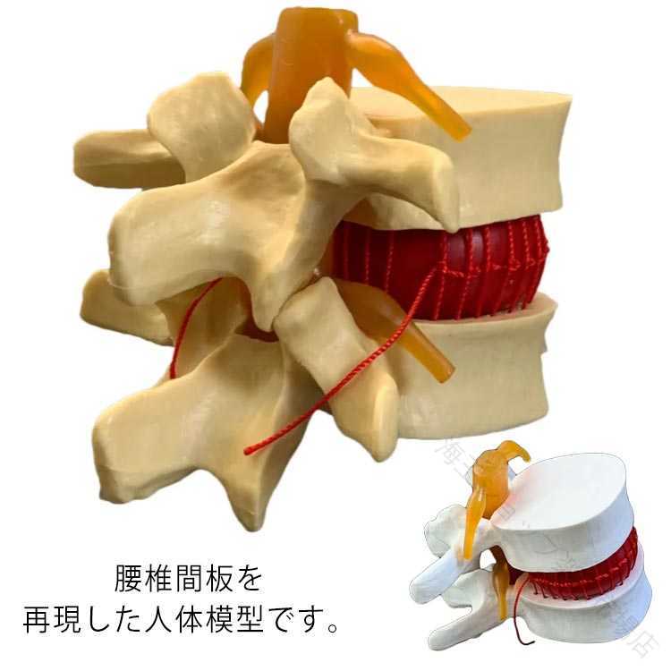 Septa Storeの腰椎間板 模型 腰椎 骨盤 骨格 骨模型 骸骨模型 人体 骨格標本 教材 実験 標本 接骨院 整骨院 12cm ガイコツ モデル 人骨模型 間接模型｜アングル3