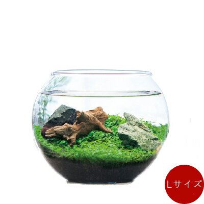 育てる水草【Lサイズ】水草 セット　栽培キット アクアリウム 種